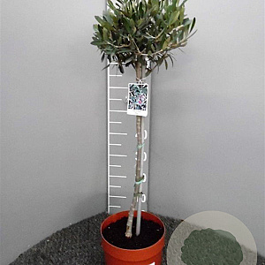 Olea europaea 100 cm 20L stam