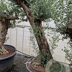 Olea europaea 100 cm stam container 8-10