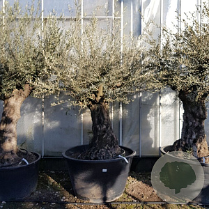 Olea europaea 100 cm stam container 8-10