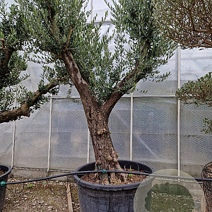 Olea europaea 100 cm stam container 8-10