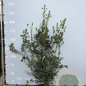 Osmanthus heterophyllus 150-175 cm 35L