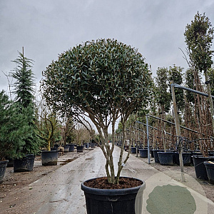 Phillyrea angustifolia 120-140 cm container piramide