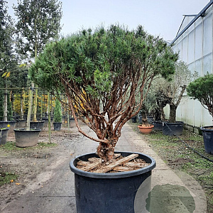 Pinus sylv. 'Watereri' 125-150 cm container paraplu