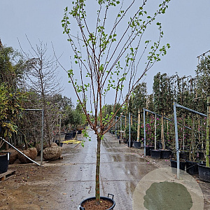 Prunus ar. 'Polonais' 100 cm stam container 14-16
