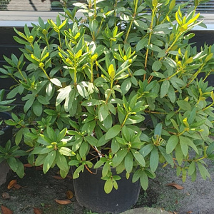 Rhododendron 'Cunningham's White' 100-120 cm container