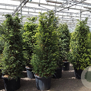 Taxus baccata 140-160 cm 45L