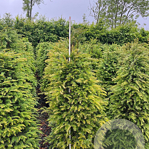 Taxus baccata 140-160 cm 45L