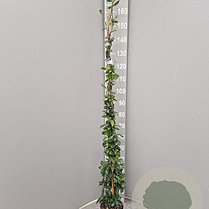 Trachelospermum jasminoides 125-150 cm 3,0L