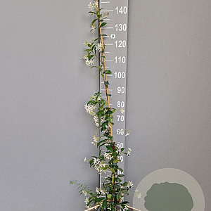 Trachelospermum jasminoides 125-150 cm 3,0L