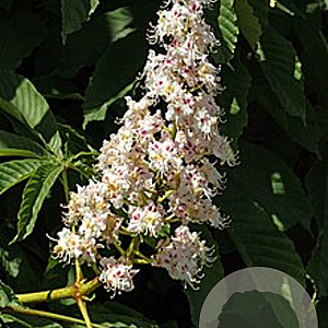 Aesculus hippocastanum 60-80 cm wortelgoed 3 jarig verplante zaailin