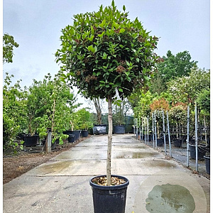 Viburnum tin. Spirit 100 cm stam container 80-100 bol