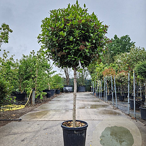Viburnum tin. Spirit 100 cm stam container 80-100 bol