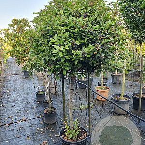 Viburnum tin. Spirit 100 cm stam container 80-100 bol
