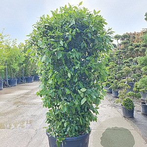 Viburnum tin. Spirit 150-175 cm 9L