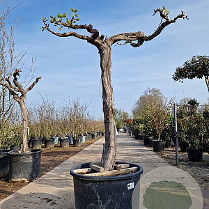 Vitis vinifera 120 cm stam container bol 50-60