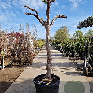 Vitis vinifera 150 cm stam container 25-30