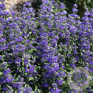 Caryopteris cland. Beyond Midnight GM 3,0L leverbaar