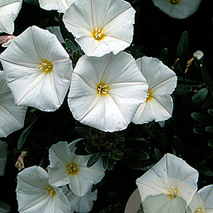 Convolvulus cneorum GM P9