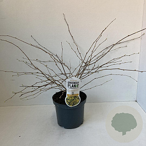 Corylopsis pauciflora 30-40 cm 3,0L