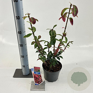 Euonymus alatus 25-30 cm 2,0L