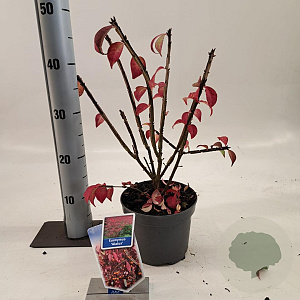 Euonymus alatus 25-30 cm 2,0L
