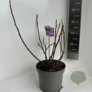 Ficus car. 'Rouge de Bordeaux' 40-50 cm 5,0L