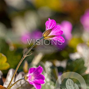 Geranium Orkney Cherry GM P9