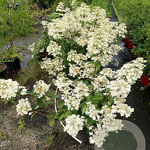Hydrangea pan. 'Wim's Red' 80-100 cm 2,5L