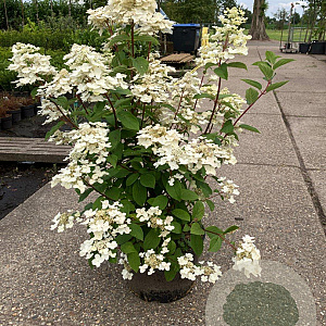 Hydrangea pan. 'Wim's Red' 80-100 cm 2,5L