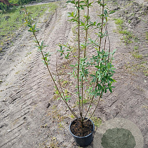 Ligustrum vulgare 40-60 cm 2,0L