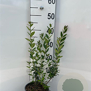 Ligustrum vulgare 40-60 cm 2,0L