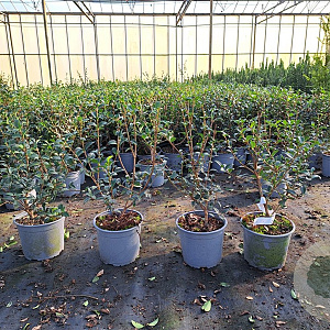Osmanthus burkwoodii 30-40 cm 2,0L