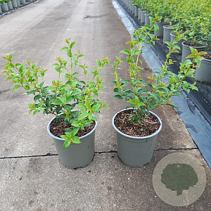 Osmanthus burkwoodii 30-40 cm 2,0L