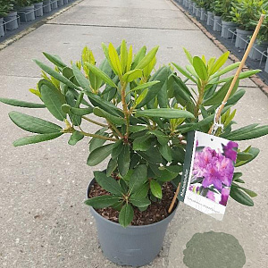 Rhododendron 'Catawb. Grandiflorum' 30-40 cm 5,0L