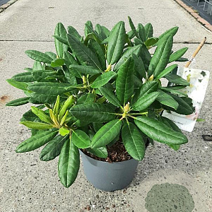 Rhododendron 'Cunningham's White' 25-30 cm 5,0L