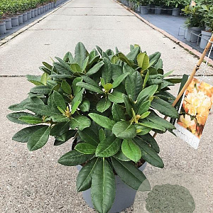 Rhododendron (Y) 'Golden Torch' 25-30 cm 5,0L