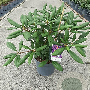 Rhododendron 'Marcel Menard' 25-30 cm 5,0L