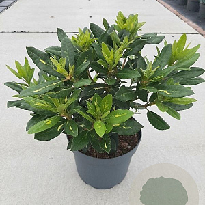 Rhododendron 'Goldflimmer' 25-30 cm 5,0L