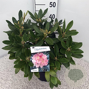 Rhododendron (Y) 'Percy Wiseman' 30-40 cm 5,0L