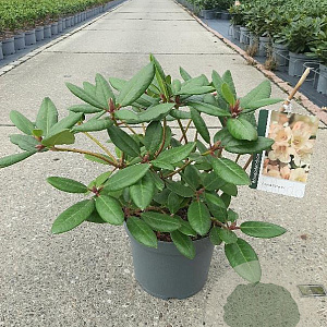 Rhododendron 'Virginia Richards' 25-30 cm 5,0L