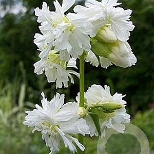Saponaria officin. 'Betty Arnold' GM P9