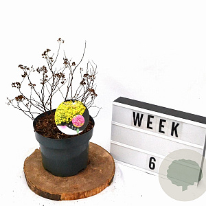 Spiraea jap. 'Goldflame' 30-40 cm 3,0L