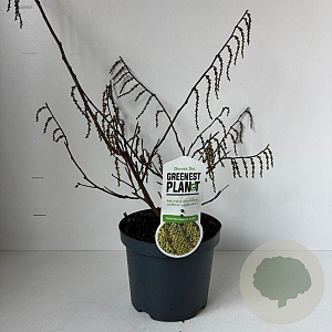 Stachyurus chin. 'Celina' 50-60 cm 3,0L