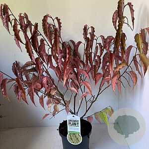 Stachyurus chin. 'Celina' 50-60 cm 3,0L