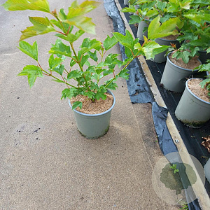 Viburnum opulus 'Compactum' 40-50 cm 2,0L