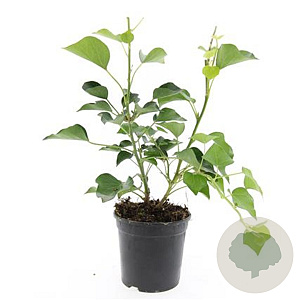 Hedera hel. 'Arborescens' GM C1.3