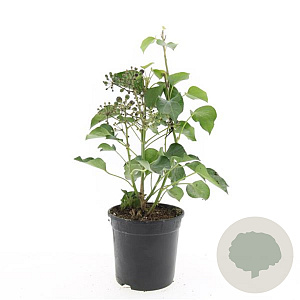 Hedera hel. 'Arborescens' GM C1.3