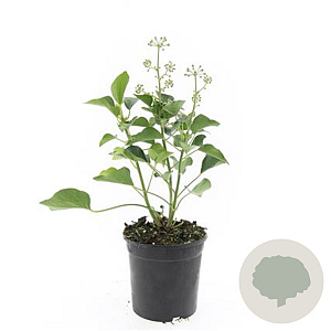 Hedera hel. 'Arborescens' GM C1.3