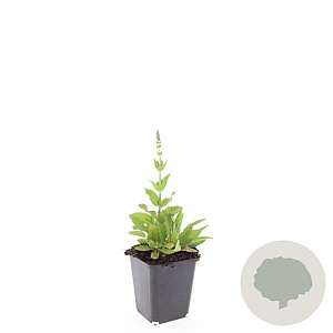 Salvia nem. 'Ostfriesland' GM P9