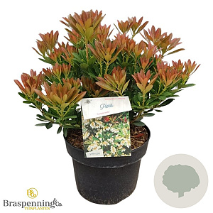 Pieris jap. 'Temple Bells' 30-40 cm 5,0L struik